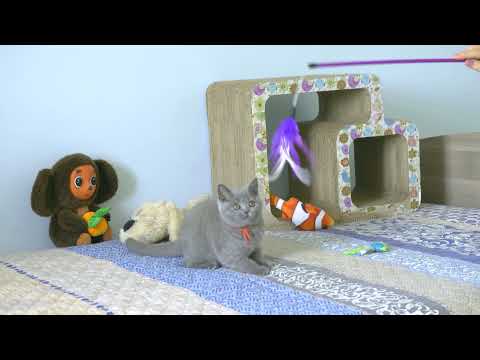 British kitty Raina is 3 months old