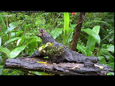 Snowy-bellied Hummingbird At The Panama Fruit Feeder Cam – Jan. 4, 2018
