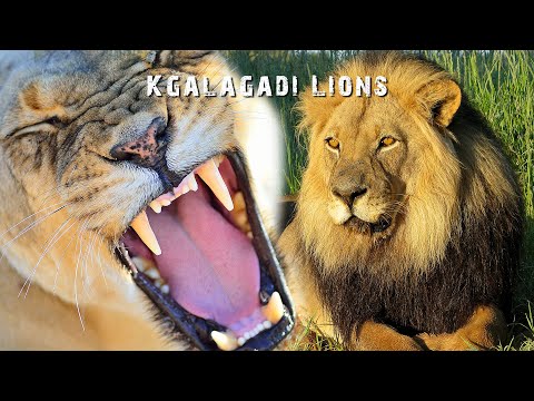 Wildlife Photography -  How to Photograph Africa's Kgalagadi Lions