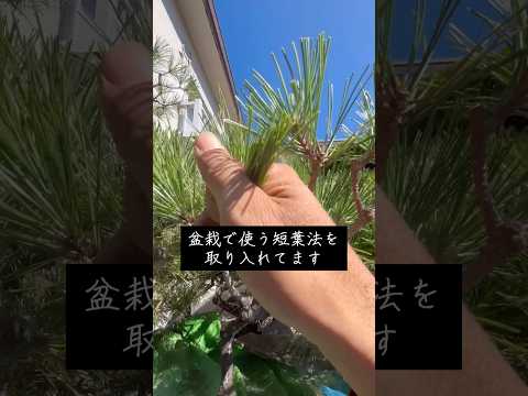 成長が早く、葉を落として視界から隠れない木  庭園