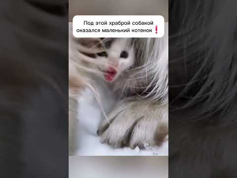 Настоящий Ангел-Хранитель❤️