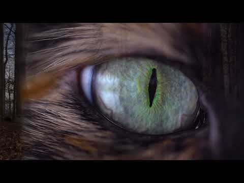 Promotional video thumbnail 1 for Cole Campbell & Indigo Mojo