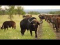 Madikwe Game Reserve Tau Lodge