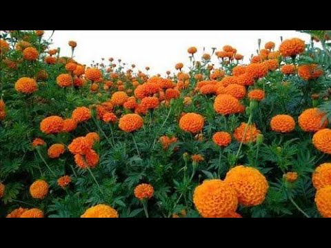 Rejuvenate your Game birds shed with marigold flowers for good Positive energy .