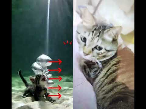 #animalintelligence #cat #cake #o #cute #aiandcats #happybirthday #aicats #funny #kitten #o