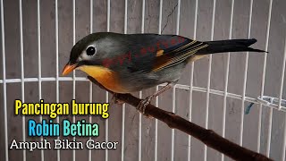 Download lagu pancingan burung robin betina memanggil jantan ampuh bikin birahi dan gacor mp3 Download lagu pancingan burung robin betina memanggil jantan ampuh bikin birahi dan gacor mp3