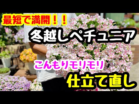 園芸 鉢植えのペチュニアの越冬