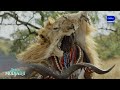 Hail To The Queen Queen Modjadji S1 Ep 4 Mzansi Magic