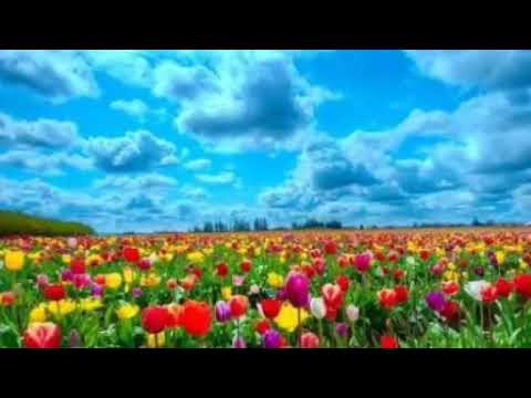 Dekh phool phool phooley - Bhai Dilbagh Singh Gulbagh Singh ji - Shabad kirtan