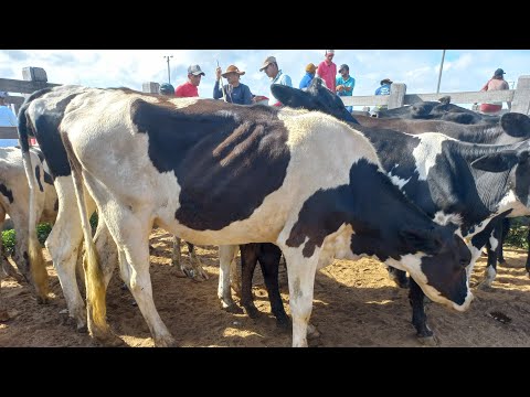 Feira de gado. Novilhas pra leite em Dois Riachos AL 17/04/2024#nordeste