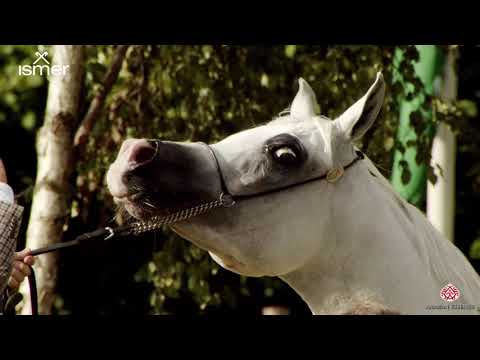 N 143 ALMA GB   Strohen 2020 International Show   10 Years Old and Older Mares Class K