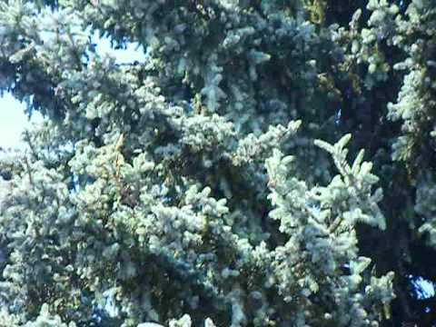 extremer Steilflug über Wohngebiet, 15.06.2013