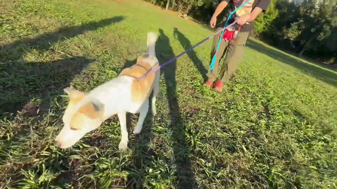 Raisinet's Leash Test