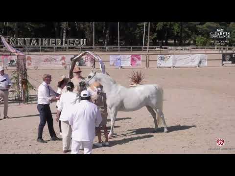 N 31 AGMAL JAHIDDAH   The City of Kings Show 2025   Mares 8+ Years Old Class 5