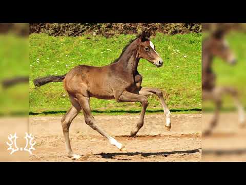 Filly by Saint Cyr  x Exclusiv
