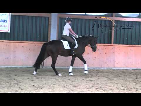 Fire Star *2010 www.pferdesportservice.de - Dressur