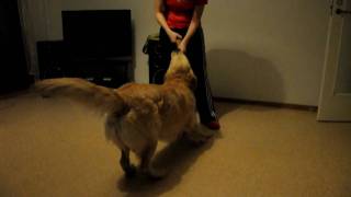 preview picture of video 'Sweet little kitten playing:) hilarious! Golden retriever'