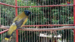 Download lagu KICAUAN CUCAK #KURINCANG JANTAN SUARA TEMBAKAN TAJAM mp3 Download lagu KICAUAN CUCAK #KURINCANG JANTAN SUARA TEMBAKAN TAJAM mp3