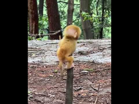 #ASMRMongkey #CuteDanjoomonkey  #Monkeyeating #FunnyMonkey #DanceMonkey / #monkey  Ept209  #shorts