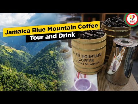 Jamaica Blue Mountain Coffee Tour and Special Adult Recipe