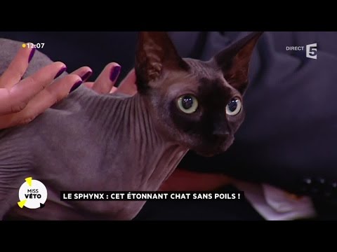 download lagu mp3 mp4 Hulp Chat, download lagu Hulp Chat gratis, unduh video klip Hulp Chat