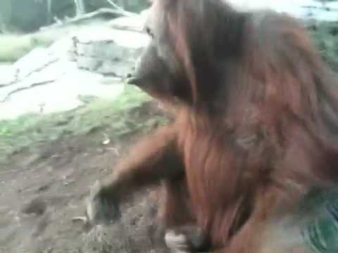 Clyde the Orangutan