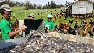 Is Fish Farming Really Profitable than Poultry Farming? Truth Revealed!