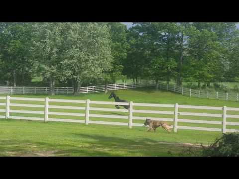Apollo FireStar & Dodge the Briard