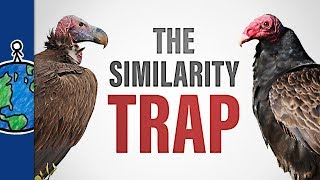 The Similarity Trap