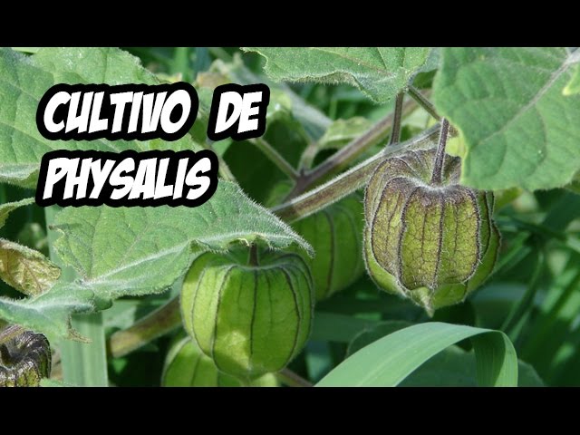 El Cultivo de Physalis o Tomatillo: Secretos para una Cosecha Exitosa