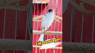 Download lagu kenari waterslager #canarysinging #kenarigacor #canary mp3 Download lagu kenari waterslager #canarysinging #kenarigacor #canary mp3