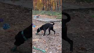 Video preview image #1 Labrador Retriever-Unknown Mix Puppy For Sale in Rustburg, VA, USA
