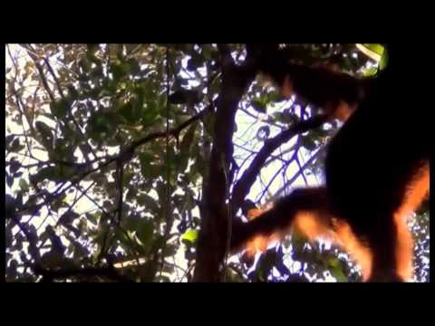 Supporter Appreciation Trip 2013 - Taman Nasional Sebangau