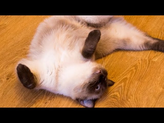 Video Aussprache von feline in Englisch