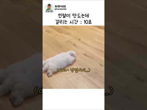 귀염뽀짝한 우리 인절미♡ #dog  #강아지