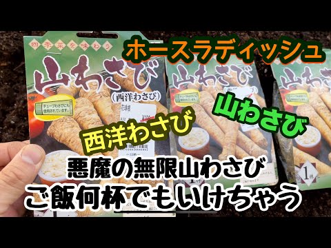 ホースラディッシュ、ホースラディッシュ 植物