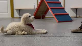 Puppy training video teaching confidence building and positive exposure in the Indianapolis area