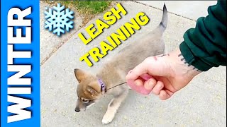 Leash Training 9 Week Puppy - Winter