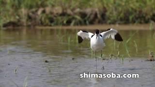 季節外れのソリハシセイタカシギ(動画あり)