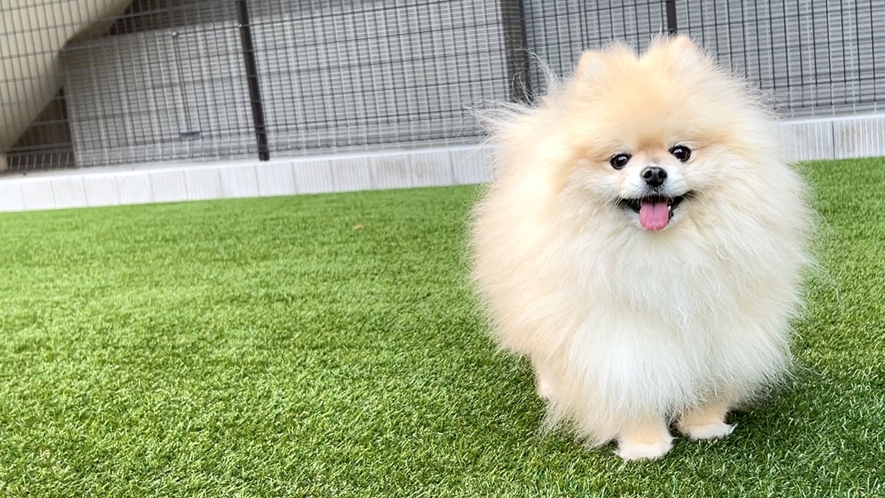 健康診断で問題がなかったモチにわずか1ヶ月足らずで起きた異変。【2025.12月～手術前までの闘病記録①】