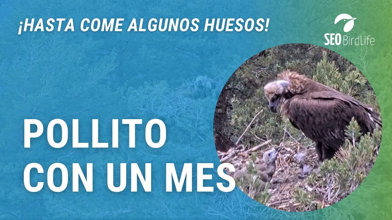 EL PEQUEÑO YA TIENE UN MES 🐤🦅 ·  Buitre negro - Rascafría.  P. N. Sierra de Guadarrama.