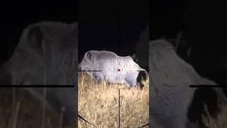 Download lagu Wild Boar Shooting | Wildschweinjagd | Caccia al cinghiale mp3