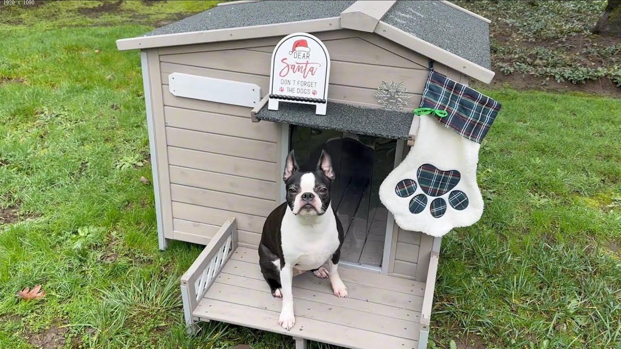 Dog Video 1