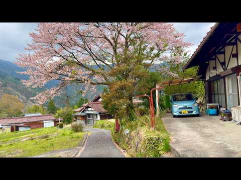 Best Early Sakura Nagano Walking Tour - 4K HDR - Japan Cherry Blossoms 2025