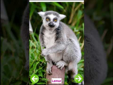 Animals Name and Pictures Video