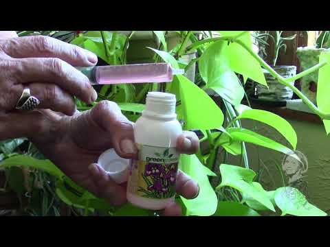 УДОБРЯЮ МОИ ЛЮБИМЫЕ КОМНАТНЫЕ РАСТЕНИЯ. А ЧЕМ СТОИТ УДОБРИТЬ!?