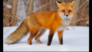 Country Gentlemen Fox on the Run With Lyrics