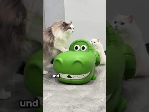 These cats love the strange beds #Animals #shorts