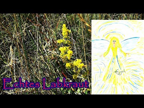 Echtes Labkraut