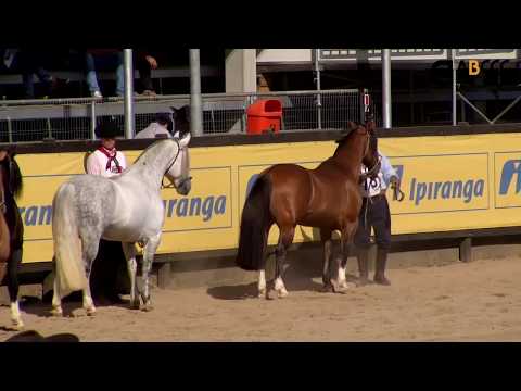 Freio de Prata 2016 - Guapuruma Mate Amargo